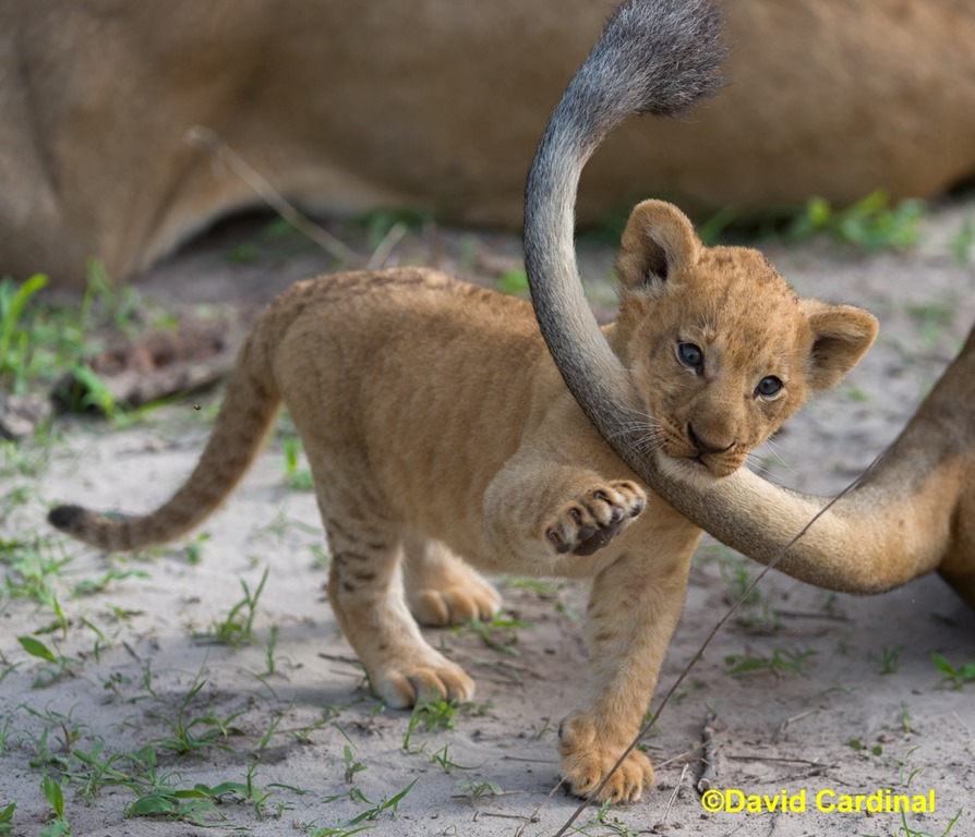 A Lion’s tail tale